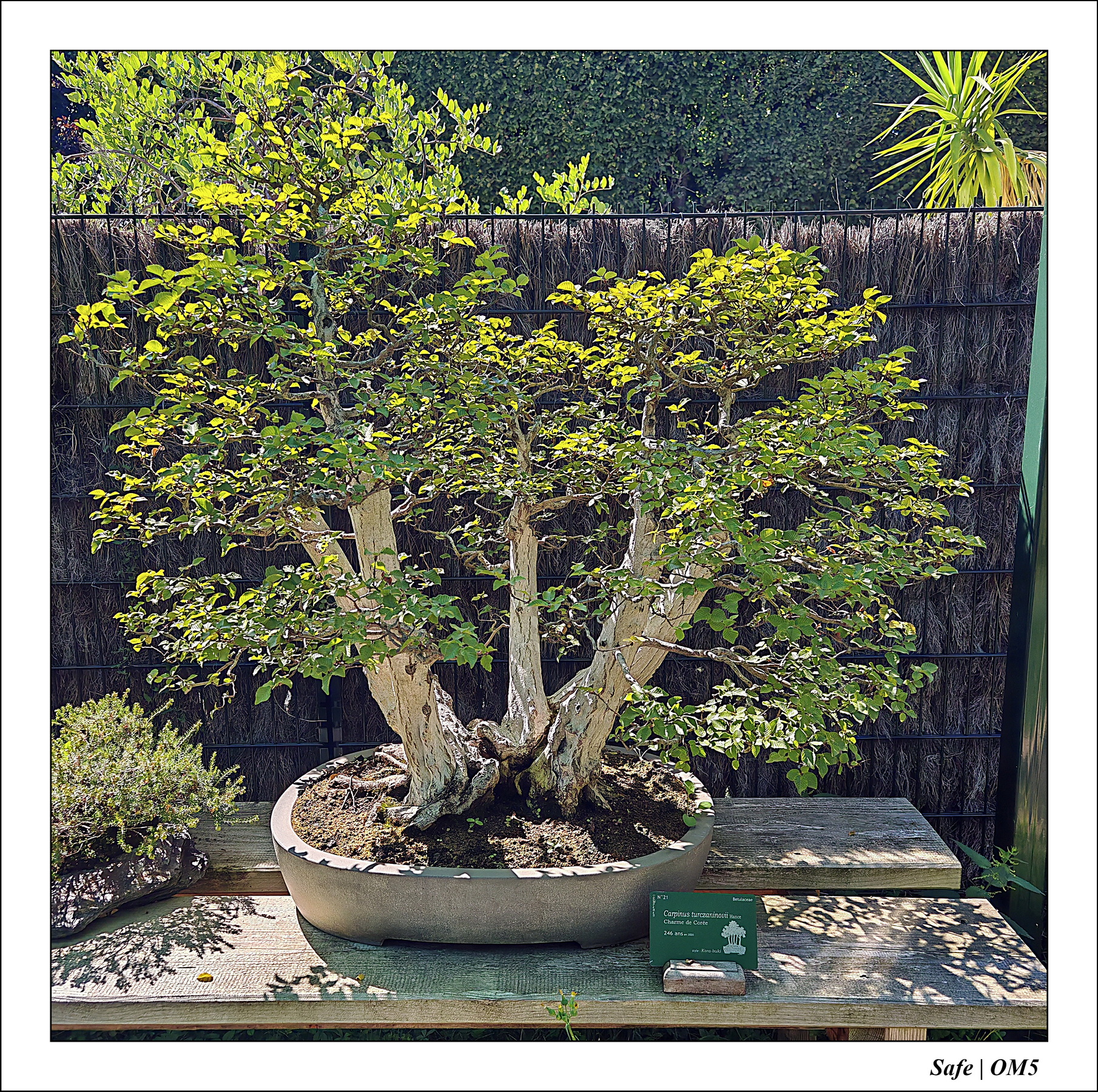 2025 - 08 - Vallée des loups - 09